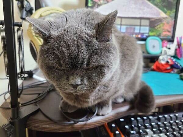 Henry the gray cat crouched on the edge of a desk and appearing to glower down at the camera