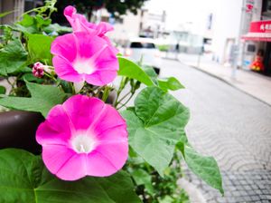 Pink morning glories climbing up a pole near the south exit of Fujisawa Station. In the background is the cobbled street and shopping area