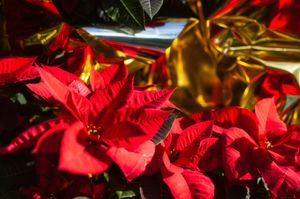 Red poinsettias wrapped in shiny gold film