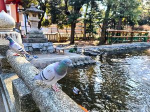 The cement railing near the point with two gray pigeons inching towards the person holding the camera and looking for food