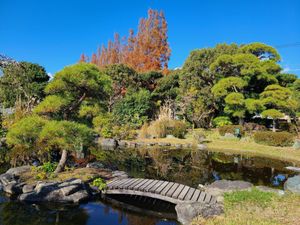 Japanese style garden with a pond and bridge over it, and pine trees and other plants