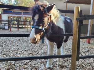 Same pony but with a clearer shot of their face poking over the railing at the camera