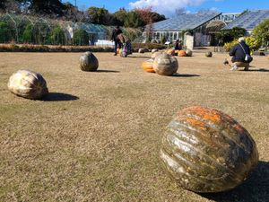 Grassy field with huge pumpkins and gourds scattered around