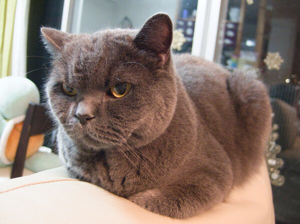 Henry the gray cat with yellow eyes lying down like a loaf on top of the white sofa