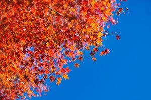 Red maple leaves against a stark blue sky