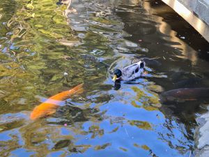 A duck with green head and a gray-and-brown body swimming in a pond beside a large orange carp and another large gray carp