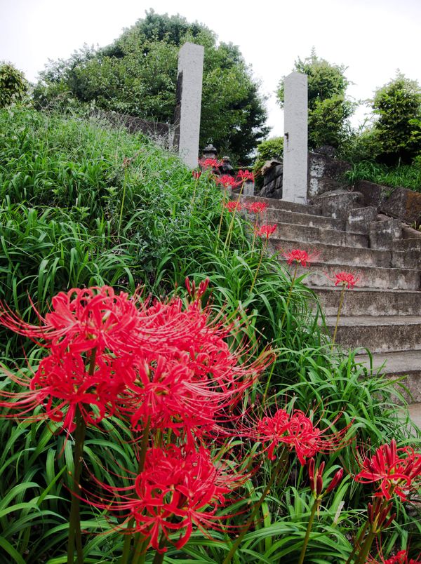 Red spider lilies blooming in the foreground, while cement stairs leading up to a small shrine is in the background