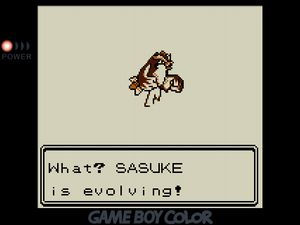 What? SASUKE the Pidgey is evolving!