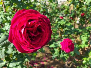 Two red roses with many dense layers of petals