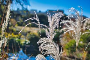 Stalks of silvergrass like water spraying from a fountain, with a Japanese garden in the background