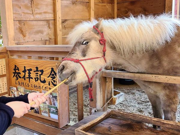 A fluffy brown and white pony being fed carrots on the end of a long bamboo stick