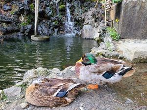 Two ducks, a brown one with its head ducked into its back to sleep and a green-headed mallard sleeping while standing on one leg. In the background is a small waterfall and pond