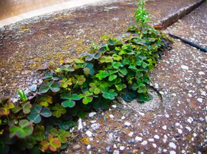 A clump of dark green clover poking up through the cracks in a walkway near the river
