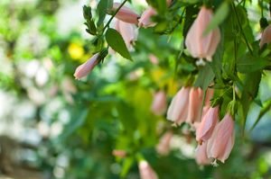 Unfurled pink fuyou flowers dangling from a shrub