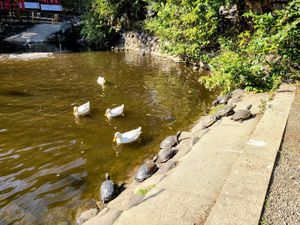 A pond with four white ducks swimming. On the slope beside the pond are several turtles sunning themselves off