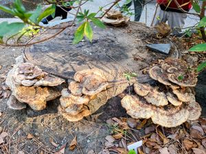 Tree stump with round, curly wood ears (fungus) growing in plates out of the side