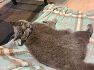 Gray cat lying on his side on a green blanket and looking over his shoulder at the camera