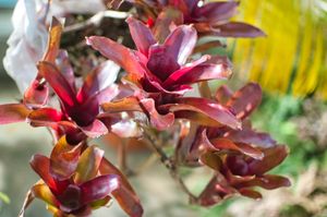 Clusters of red Neoregelia leaves forming water 'cups' inside