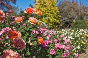 A riot of different-colored roses stretching in a long row, with yellow autumn trees in the background against a blue sky