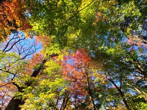 Looking up through red, green, and orange maple leaves with the blue sky behind