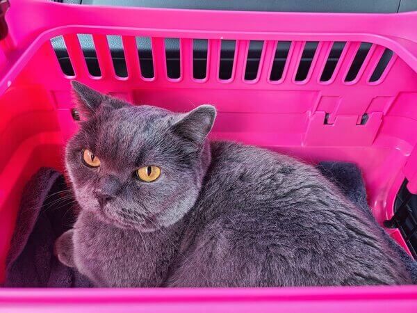 Henry the gray cat reclining in his pink carrier