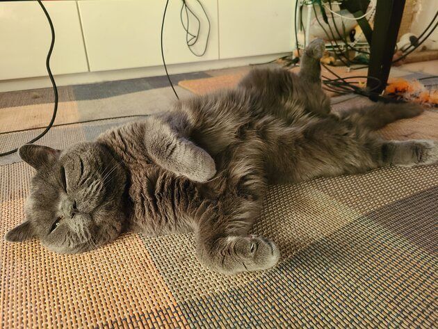 Henry the gray cat stretched out on his back on the tatami rug